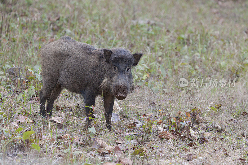 欧亚野猪，Sus scrofa Kanha NP，中央邦，印度